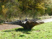 /album/fotogalerie/untergiesing-herbst-2013-134-jpg/